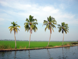 coconut-trees-2-1359166